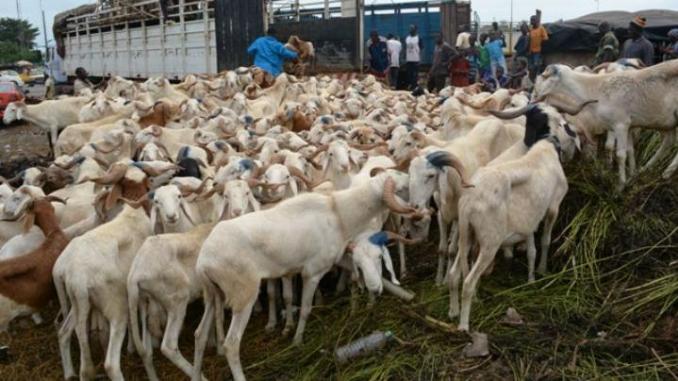 tabaski-2018-quand-les-prix-des-moutons-font-reculer-les-acheteurs