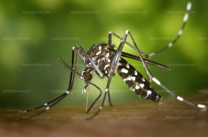 cote-divoire-un-cas-de-deces-par-la-dengue-enregistre-a-man