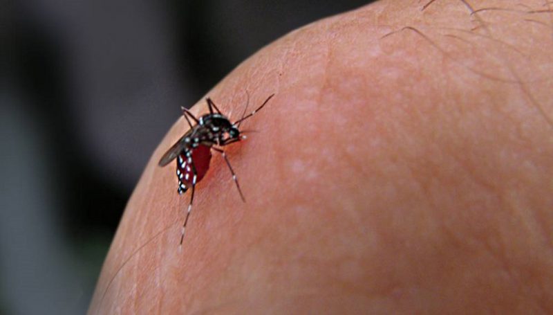 linhp-en-campagne-deradication-de-la-dengue