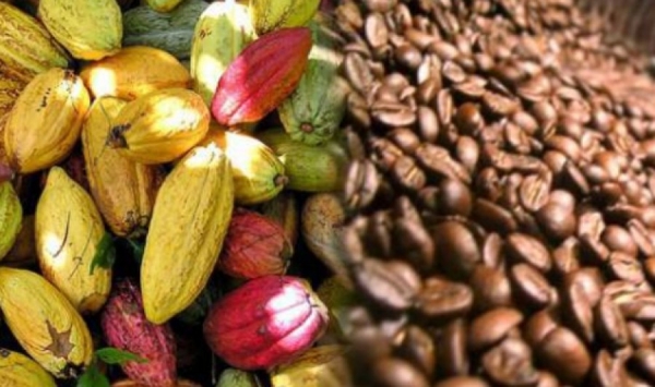 cote-divoire-le-cacao-sinvite-dans-la-campagne-presidentielle-rfi