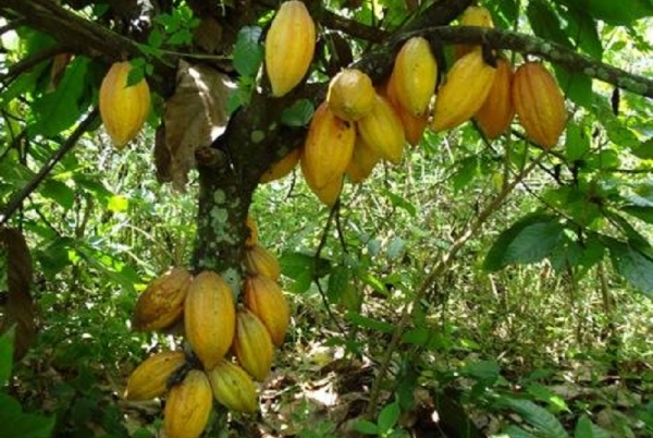 affaire-blocus-cacao-ivoirien-alassane-ouattara-tape-du-point-sur-la-table-quotsi-les-europeens-ne-veulent-pas-acheter-notre-cacao-il-y-en-a-dautres-qui-vont-lacheterquot