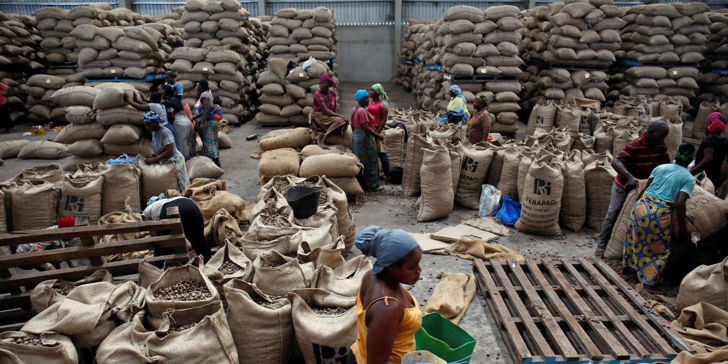 La côte d’ivoire devient troisième fournisseur mondial d’amandes de cajou