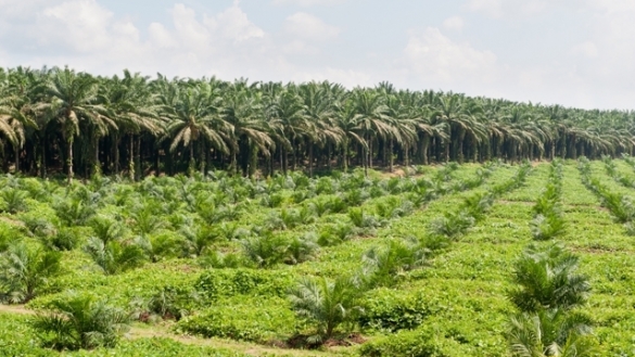 Agriculture : les plantations de Tabou manquent de main d’œuvre