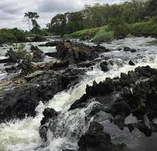 Côte d’Ivoire : 121 espèces de poissons enregistrées dans le fleuve Bandama