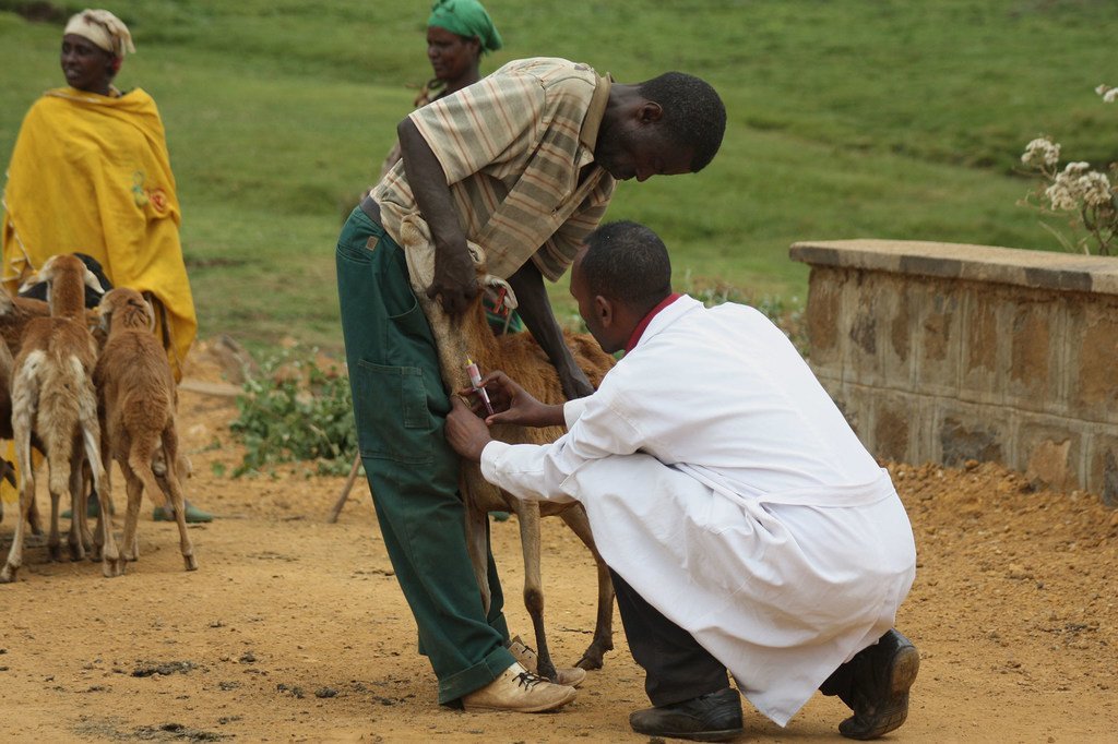 sante-les-maladies-transmissibles-par-les-animaux-aux-hommes-ont-connu-une-hausse-de-63-en-afrique-de-2012-a-2022