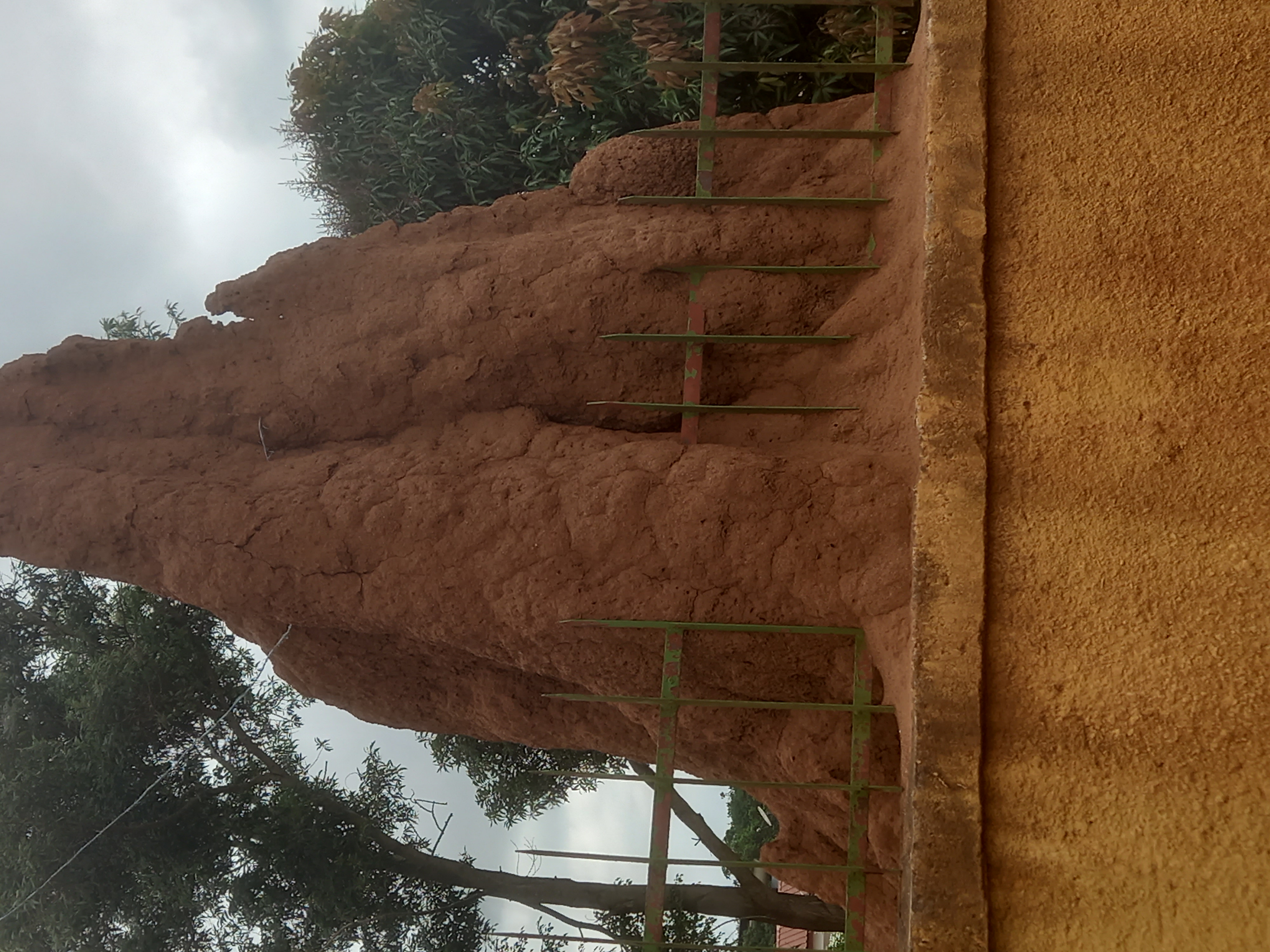 gagnoa-une-termitiere-geante-dans-la-cour-de-la-prefecture-de-region-objet-de-curiosite