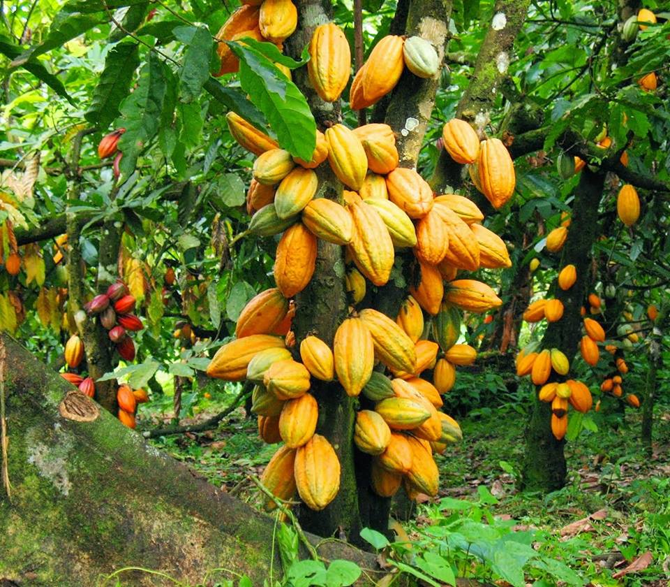 Campagne cacao 2025–2026 : le groupe parlementaire PDCI-RDA propose un prix minimum de 3 200 FCFA/kg
