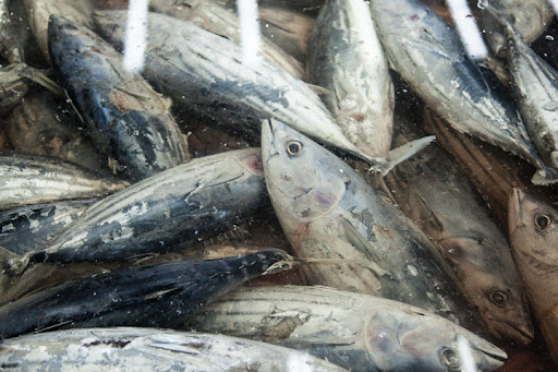 Le PPA-CI juge insuffisante la baisse de 2 500 FCFA sur le poisson et préconise des solutions durables